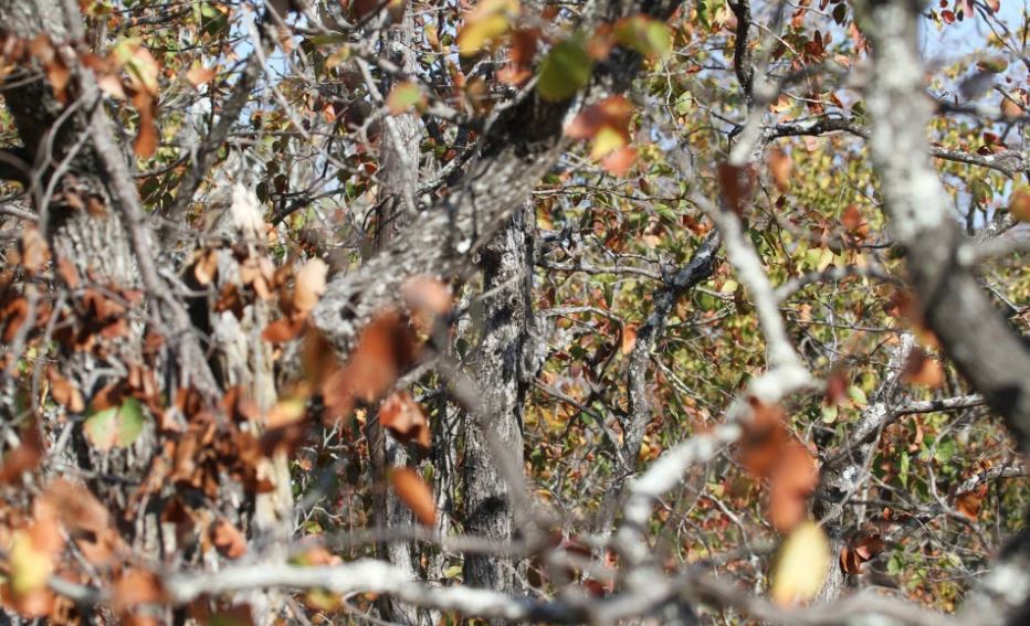 Tο νέο κουίζ που έχει γίνει viral – Μπορείτε να βρείτε την κουκουβάγια; – ΦΩΤΟ