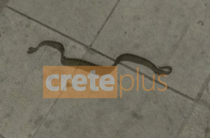 Φίδι αναστάτωσε το κέντρο του Ηρακλείου Κρήτης – ΦΩΤΟ