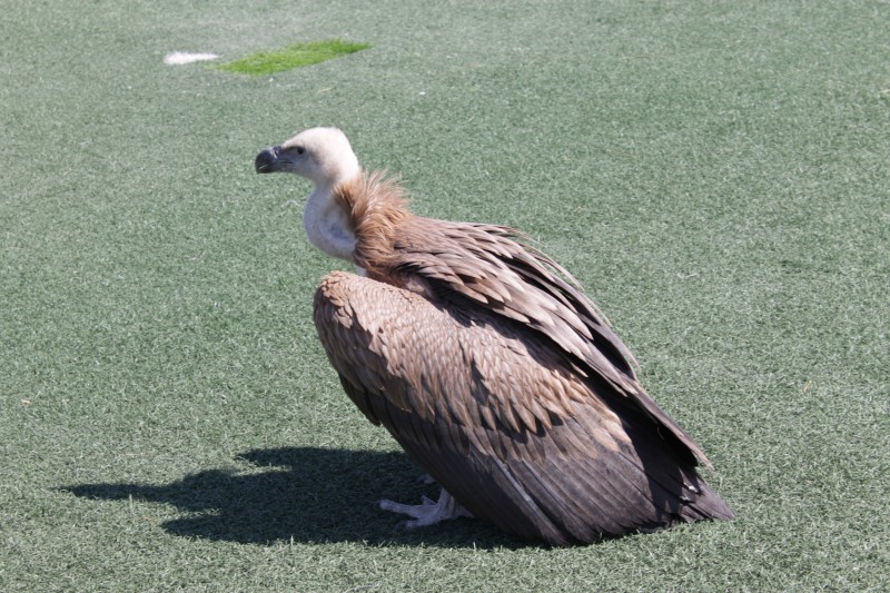 Γύπας “προσγειώθηκε” σε γήπεδο στο Φραγκοκάστελλο