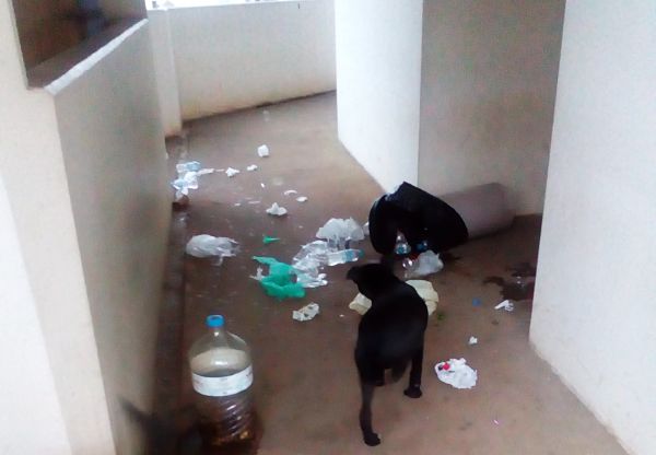 Δεκάδες αδέσποτα στο Νοσοκομείο Ιωαννίνων – ΦΩΤΟ