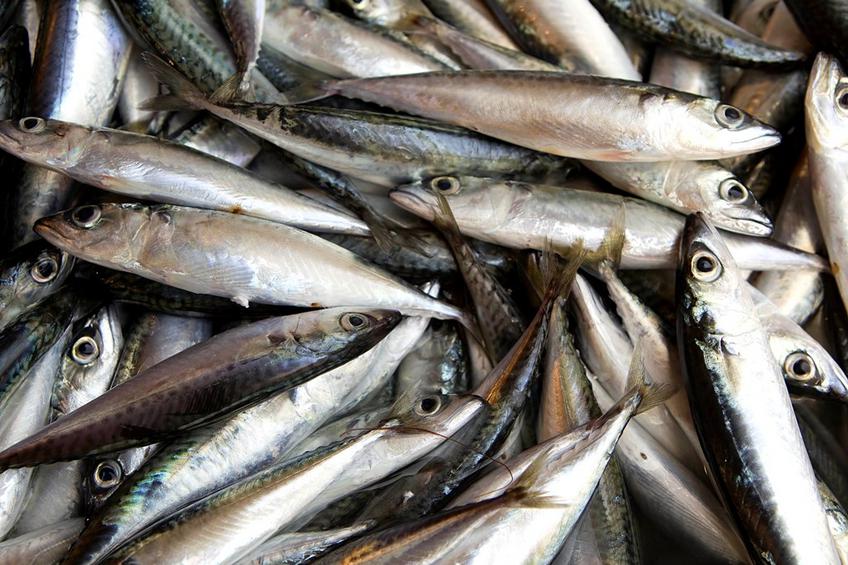 “Ένα στα πέντε ψάρια δεν είναι αυτό που νομίζετε ότι αγοράζετε”
