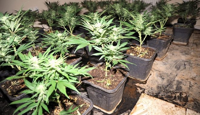 Ηράκλειο – Εντοπίστηκε θερμοκήπιο με 1000 δενδρύλλια χασίς