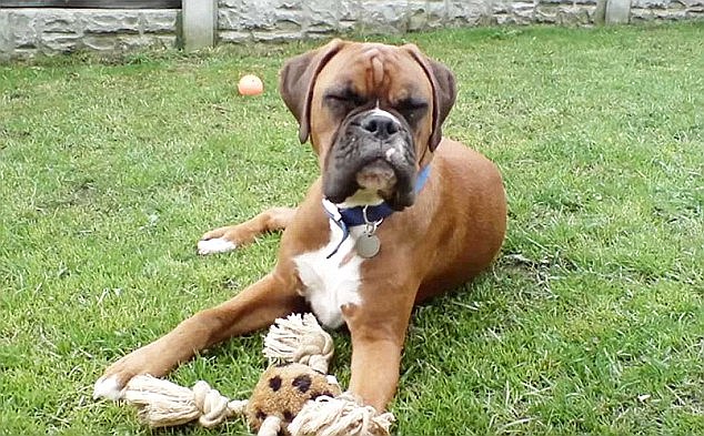 Οι σκύλοι μπορούν να μυρίσουν τον καρκίνο