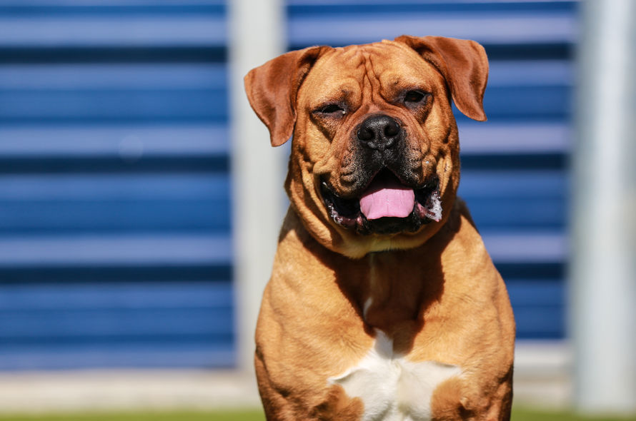 Μπορεί να αρέσουν τα φυτά στους σκύλους;