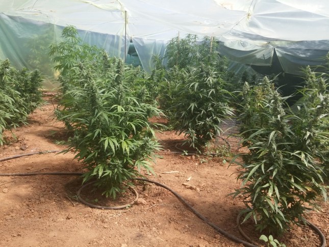 Χωράφι με… χασισόδεντρα στα Χανιά – ΦΩΤΟ