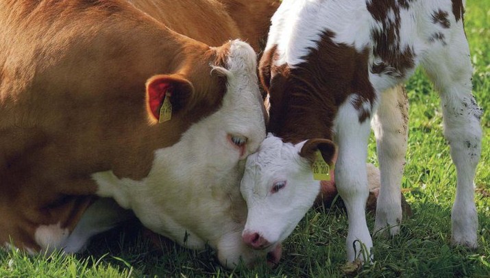 Η πανσέληνος φέρνει περισσότερα μωρά… στις αγελάδες