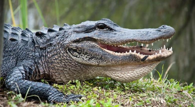 Κυνηγοί στις ΗΠΑ έπιασαν αλιγάτορα 4 μέτρων – ΦΩΤΟ