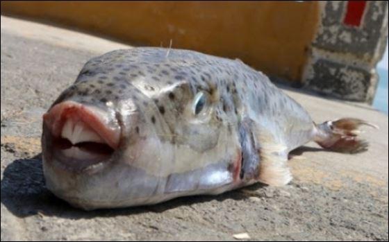 Πανικός σε παραλία της Ρόδου – Λαγοκέφαλοι επιτέθηκαν σε ψαρά