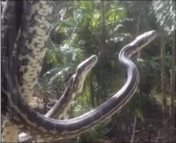 Βρήκε δύο πύθωνες να παλεύουν στην αυλή του σπιτιού της – ΒΙΝΤΕΟ