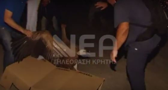 Ένας γύπας αναστάτωσε τα Χανιά – ΒΙΝΤΕΟ