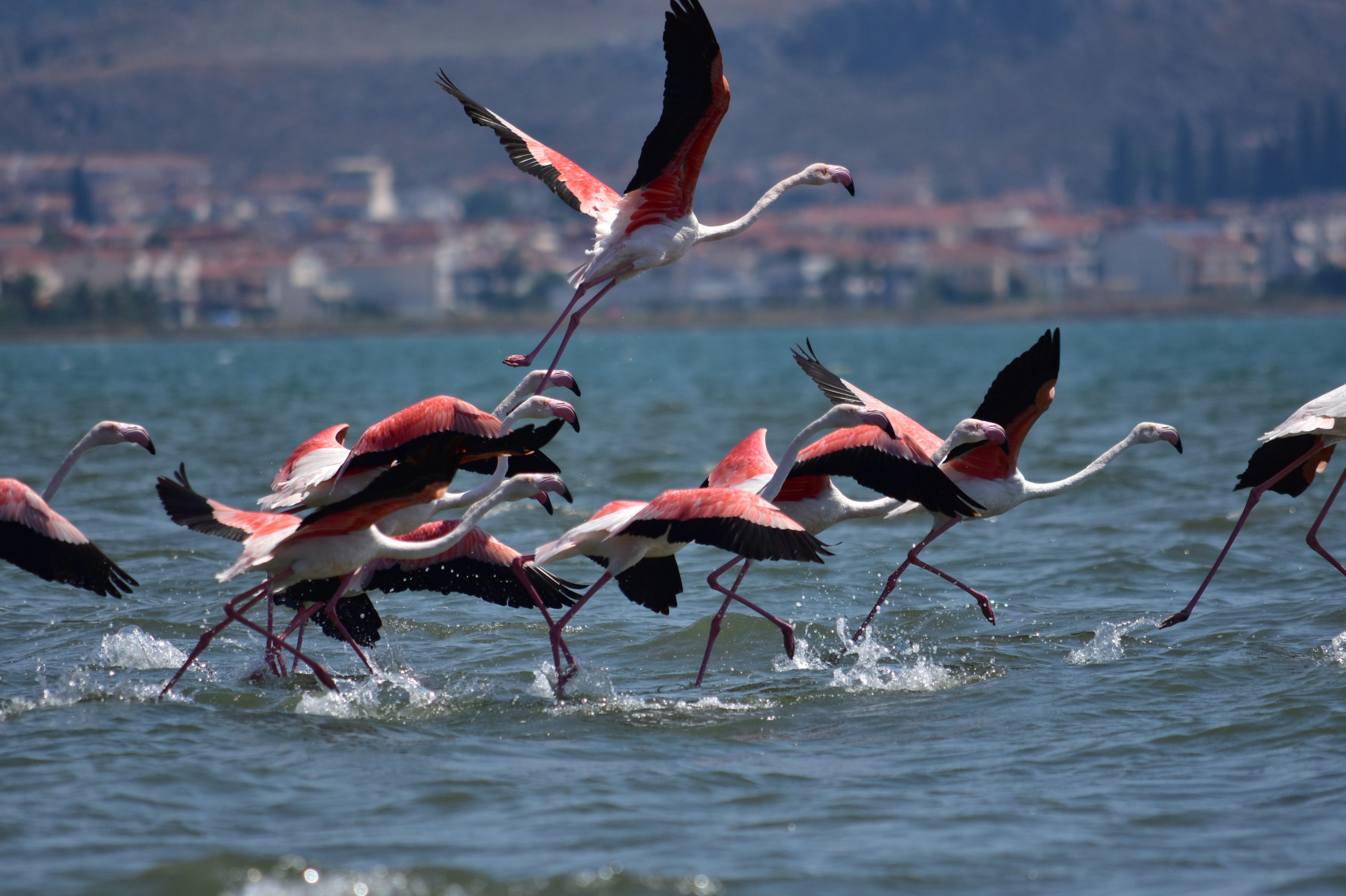 Εντυπωσιακές ΦΩΤΟ με φλαμίνγκο στο Ναύπλιο