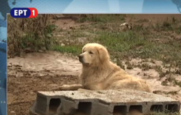 Ο “Χάτσικο” της Λακωνίας – Στεκόταν δίπλα στο πτώμα του αφεντικού του – ΒΙΝΤΕΟ