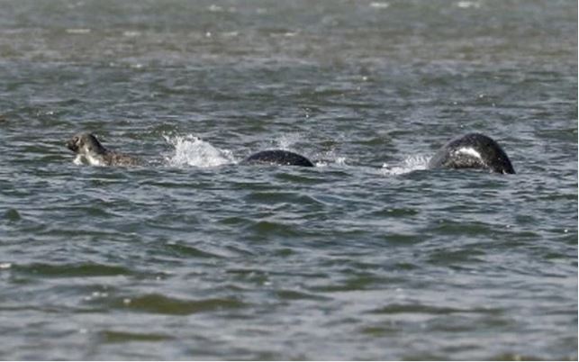 Νέα ΦΩΤΟ με το τέρας του Λοχ Νες;