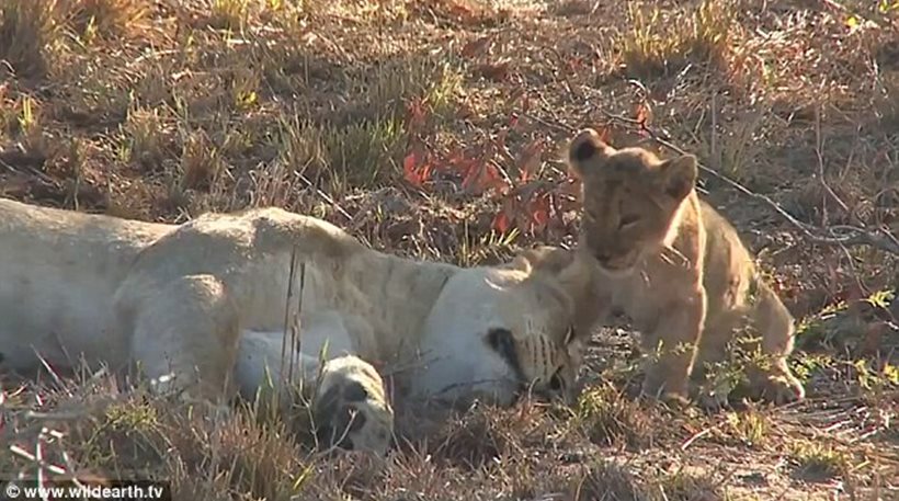 Η αντίδραση μιας λέαινας όταν την ξυπνάει το μικρό της – ΒΙΝΤΕΟ