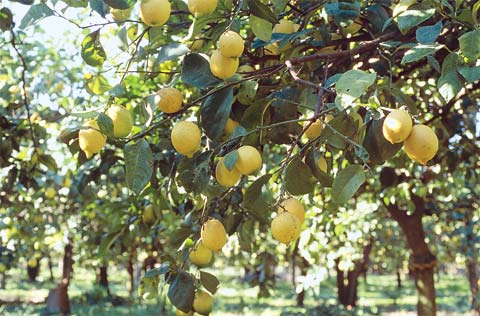“Χρυσά” πληρώνουν τα λεμόνια οι Έλληνες