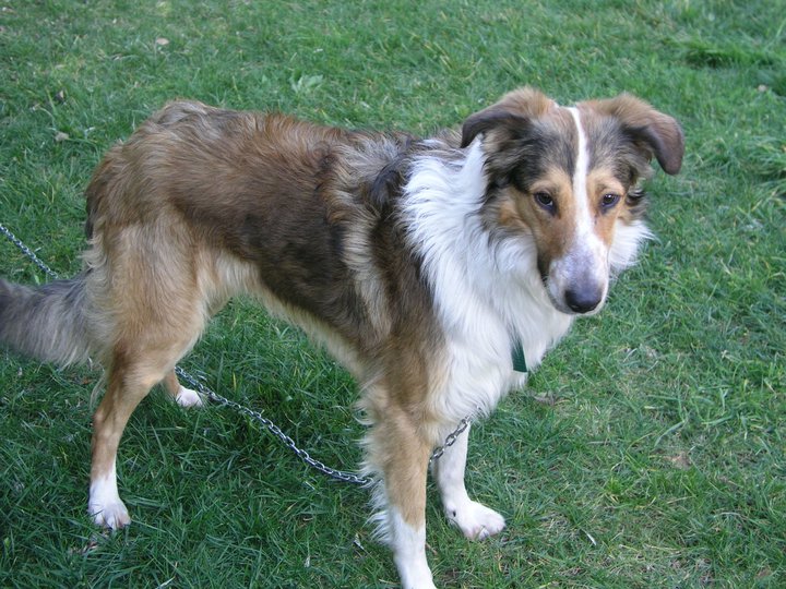 Perierga.gr - Τα εξυπνότερα ζώα του πλανήτη!