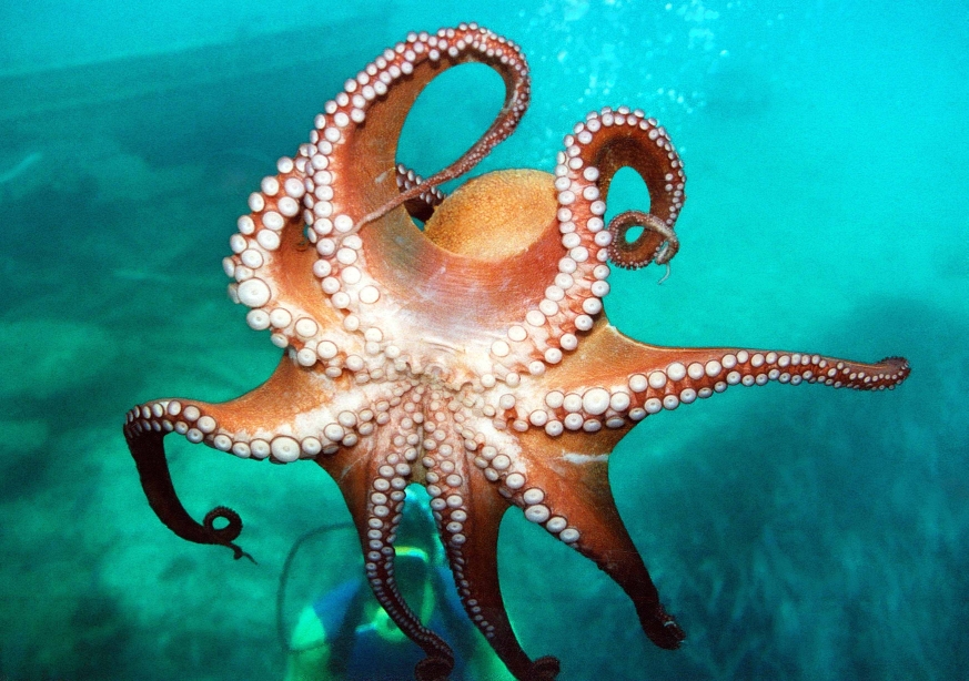 Perierga.gr - Τα εξυπνότερα ζώα του πλανήτη!