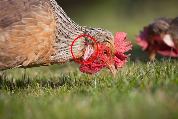 henearlobe Γιατί κάποια αυγά είναι καφέ και άλλα άσπρα;