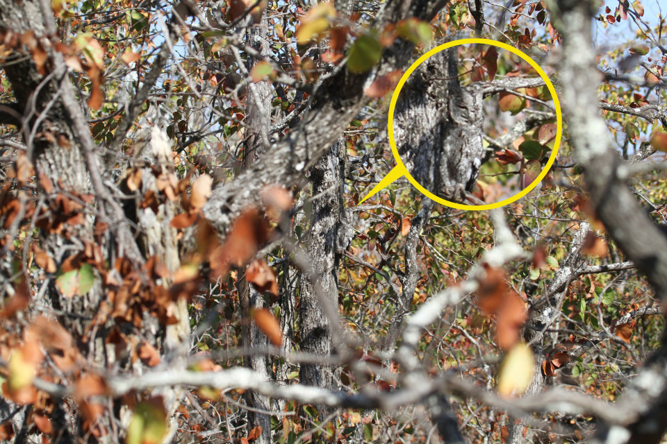 The owl is tucked away to the right of the tree