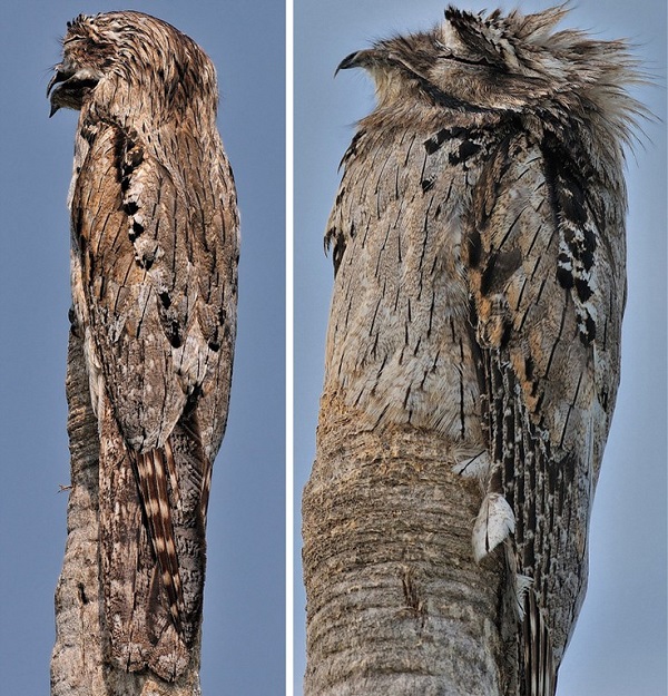 perierga.gr - Το απόλυτο καμουφλάζ!