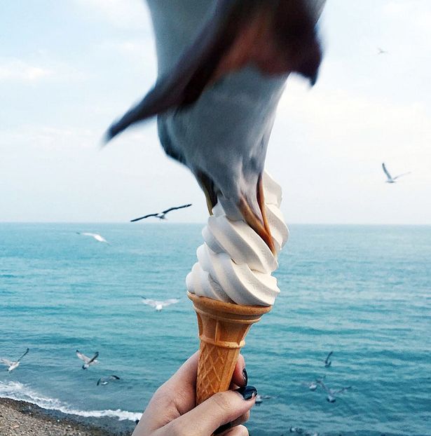 A student caught the moment a greedy gull swooped to grab a beakful of her seaside ice cream