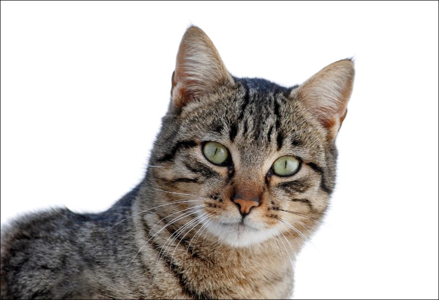 Ποιος πόνος ταλαιπωρεί τις γάτες