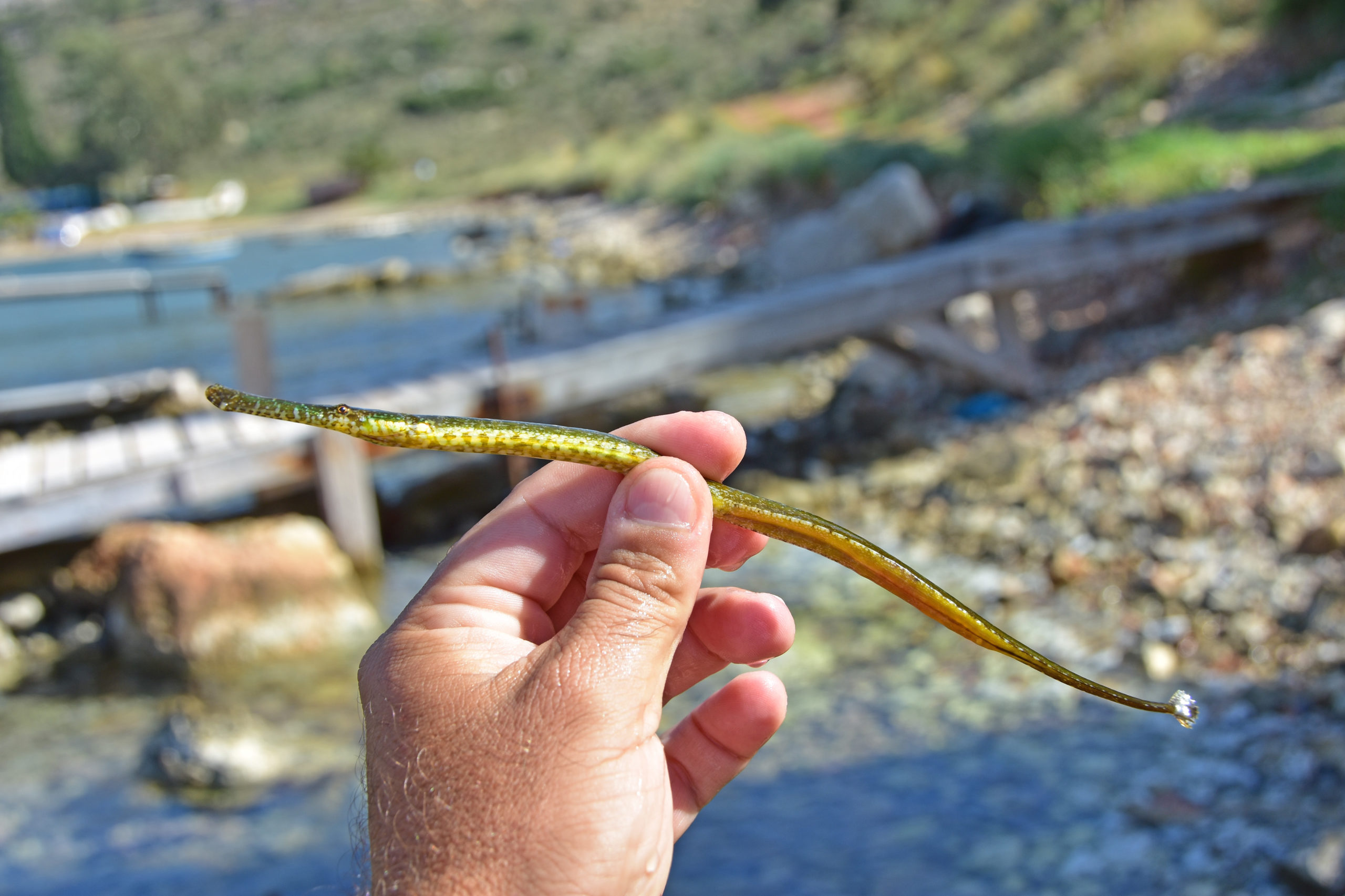 Τροπικό ψάρι εμφανίστηκε στο… Ναύπλιο – ΦΩΤΟ
