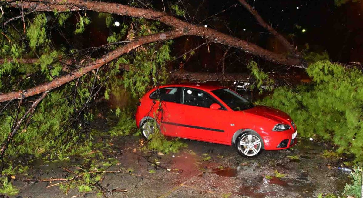 Πτώσεις δέντρων από τους δυνατούς ανέμους στο Άργος – ΦΩΤΟ