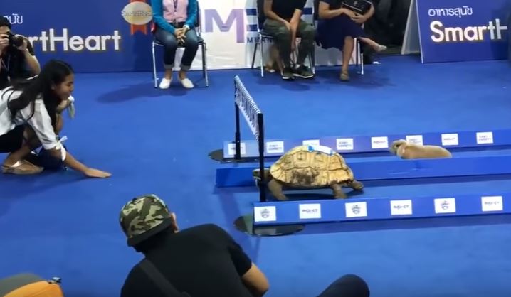 Το βίντεο που επιβεβαιώνει το μύθο του Αισώπου