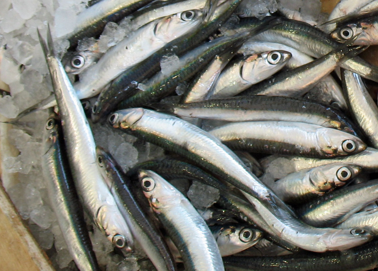 Σαρδέλα και γαύρος το “κρέας” της κρίσης –ΒΙΝΤΕΟ