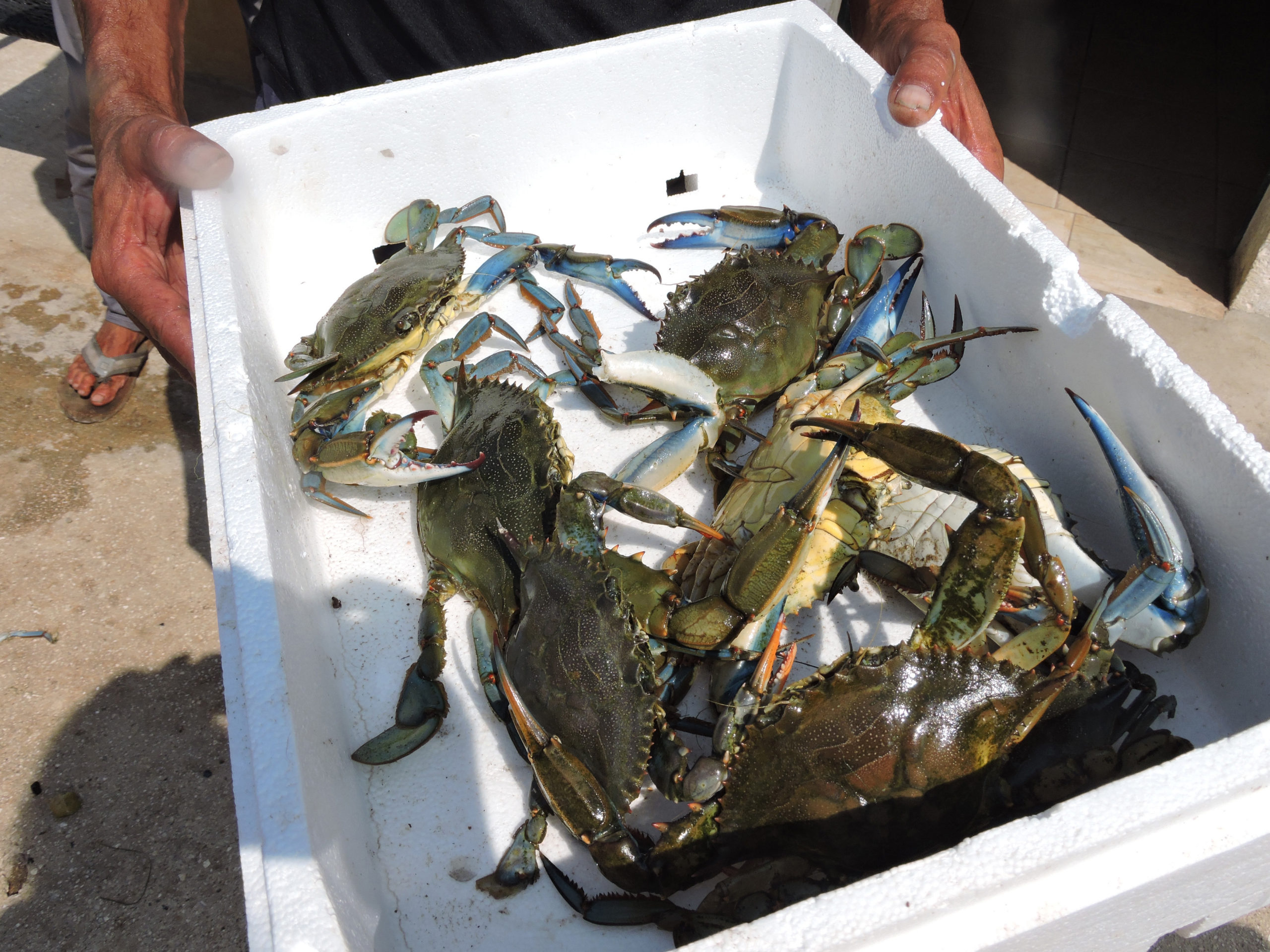 Το μπλε καβούρι απειλεί την Κέρκυρα – ΦΩΤΟ
