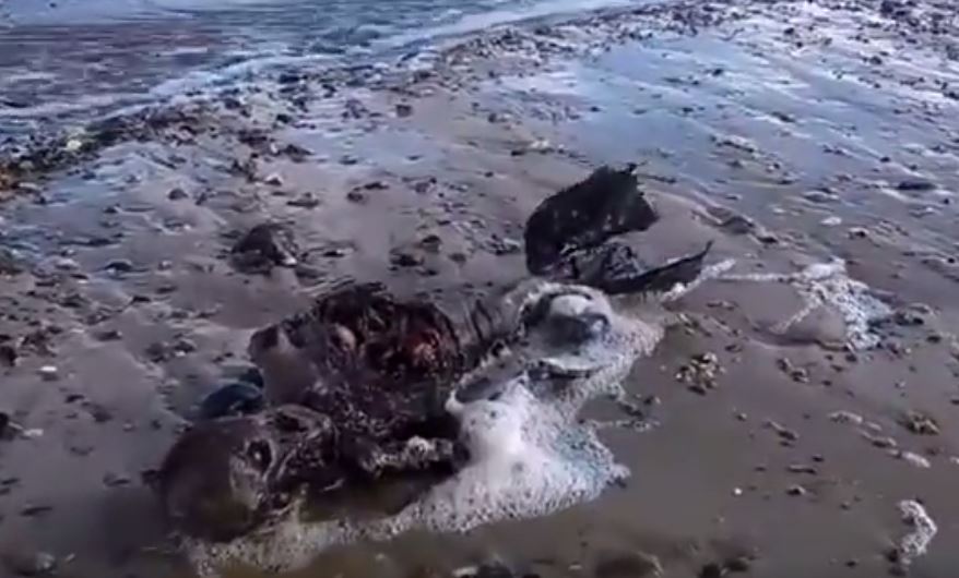 Την “βάφτισαν” νεκρή γοργόνα – Το βίντεο που έγινε viral