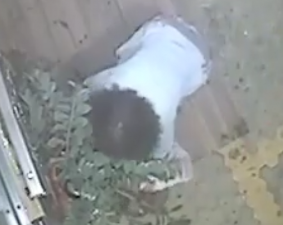 Το ΒΙΝΤΕΟ με την κλοπή… γλάστρας στην Κρήτη που έγινε viral