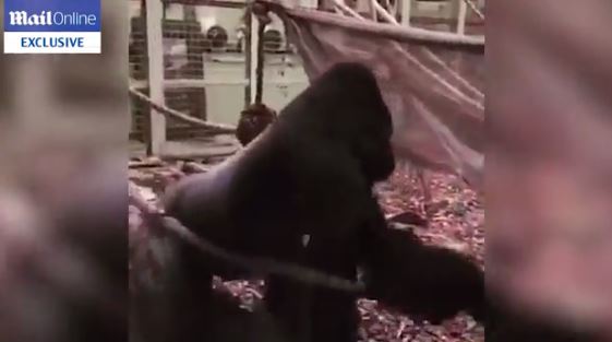 Γορίλας έσπασε το τζάμι και σκόρπισε πανικό σε ζωολογικό κήπο – ΒΙΝΤΕΟ