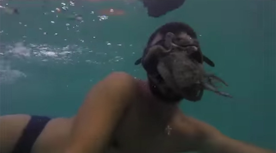 Ένα θαρραλέο χταπόδι και ένας ψύχραιμος κολυμβητής – ΒΙΝΤΕΟ