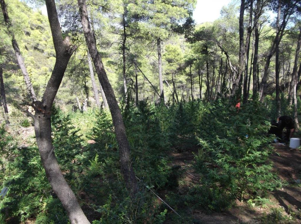 Αλβανία: Οι αρχές κατέστρεψαν το 99.8% των φυτειών κάνναβης