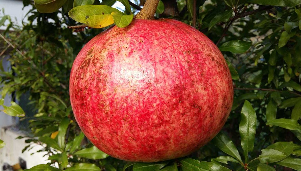 Ρόδι-γίγας στα Τρίκαλα – ΦΩΤΟ – ΒΙΝΤΕΟ