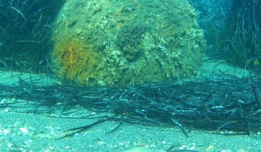 Αυτή είναι η νάρκη που αναστάτωσε τη Σκόπελο – Περιέχει 200 κιλά δυναμίτιδας – ΦΩΤΟ