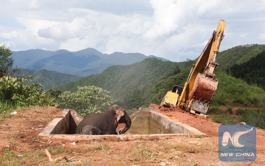 Διάσωση τριών ελεφάντων με εκσκαφέα στην Κίνα – Εντυπωσιακές ΦΩΤΟ