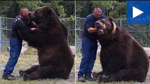 Όταν ο φίλος που σε αγκαλιάζει τρυφερά είναι μια πελώρια αρσενική αρκούδα βάρους 635 κιλών – ΒΙΝΤΕΟ