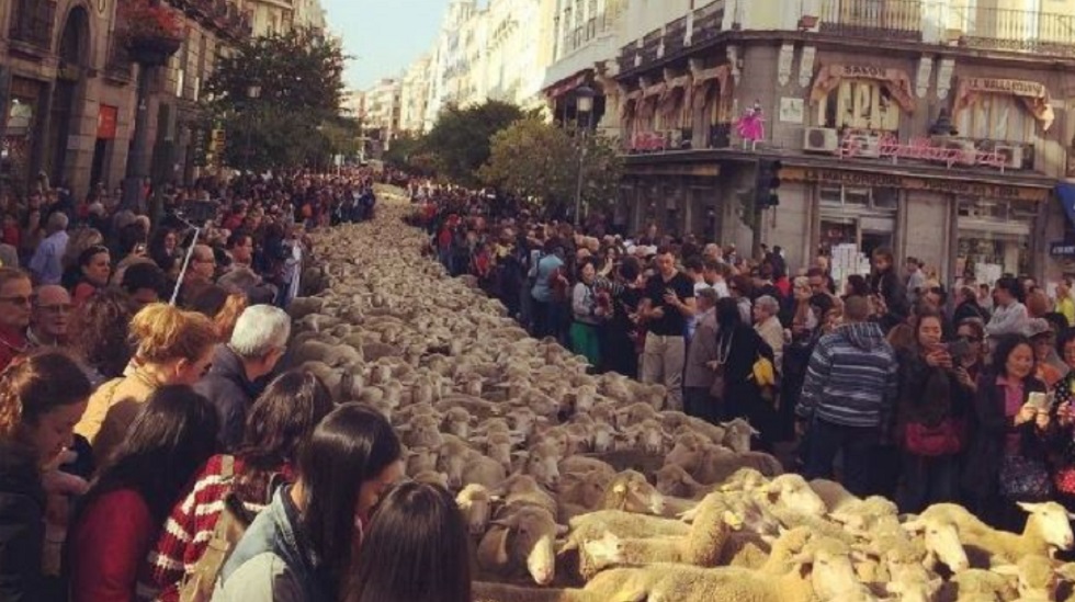 Πρόβατα και βοσκοί κατέκλυσαν τους δρόμους της Μαδρίτης – ΒΙΝΤΕΟ