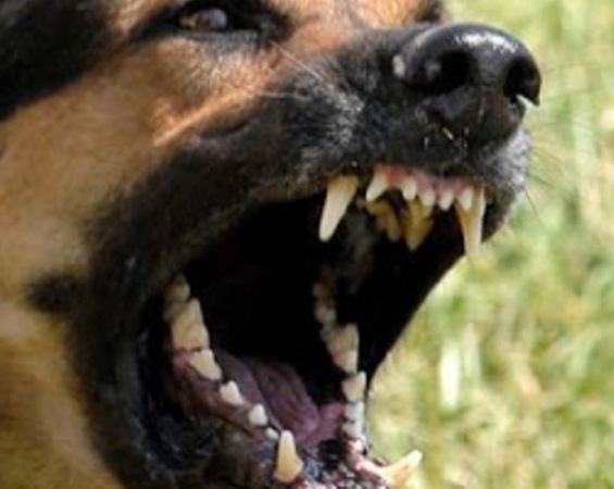 Σκύλος δάγκωσε στο κεφάλι 16χρονη μαθήτρια