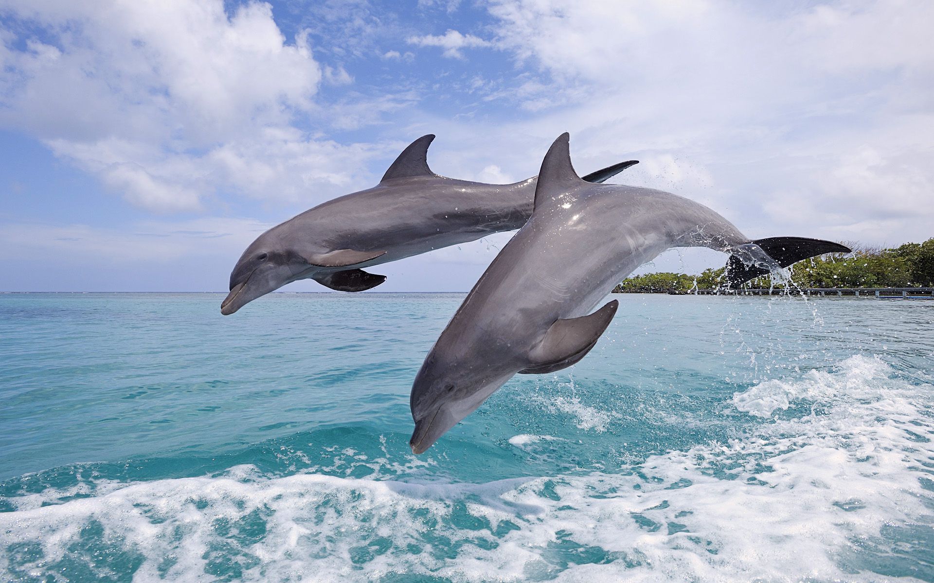 Γιατί τα δελφίνια πηδούν έξω από το νερό;