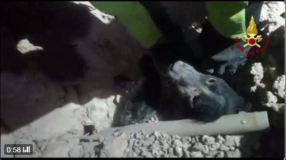 Ιταλία – Οι πυροσβέστες ανέσυραν ζωντανό έναν σκύλο από τα συντρίμμια – ΒΙΝΤΕΟ