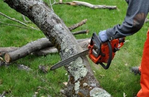 Τραγωδία στην Πέλλα – Καταπλακώθηκε από δέντρο την ώρα που έκοβε ξύλα