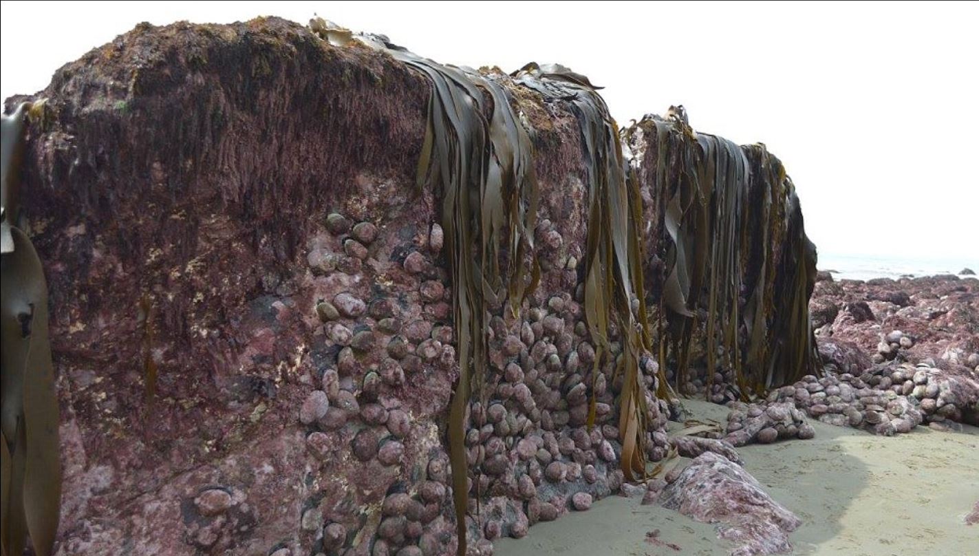 Ο σεισμός στη Νέα Ζηλανδία σήκωσε δύο μέτρα τον πυθμένα – ΦΩΤΟ