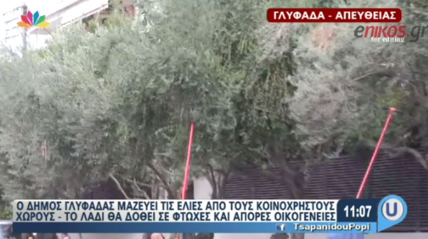Μαζεύουν ελιές από τα δέντρα στους κοινόχρηστους χώρους της Γλυφάδας – ΒΙΝΤΕΟ