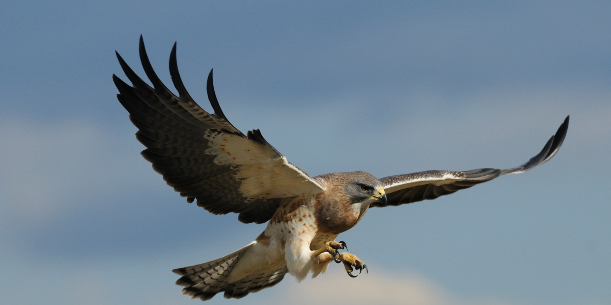 Σοκ: Παραλίγο να χάσει τη ζωή της από επίθεση γερακιού – ΦΩΤΟ