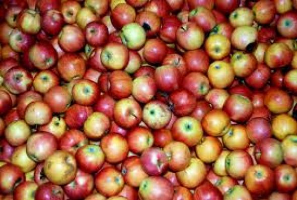 Δεσμεύτηκαν 4,8 τόνοι μήλα στο Ρέντη