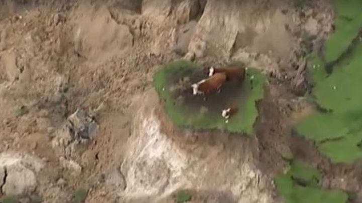 Αγελάδες στη Νέα Ζηλανδία αποκλείστηκαν όταν υποχώρησε το έδαφος γύρω τους – ΒΙΝΤΕΟ